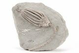 Fossil Crinoid (Macrocrinus) With Anal Tube - Indiana #214461-1